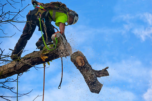 Best Commercial Tree Services  in USA